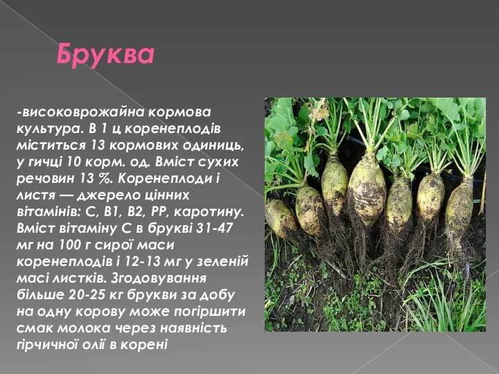 Бруква -високоврожайна кормова культура. В 1 ц коренеплодів міститься 13 кормових одиниць, у