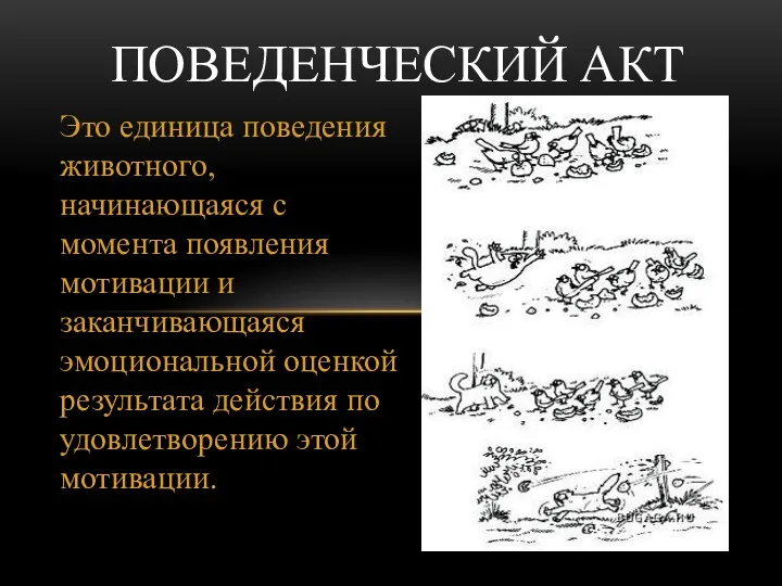 Это единица поведения животного, начинающаяся с момента появления мотивации и