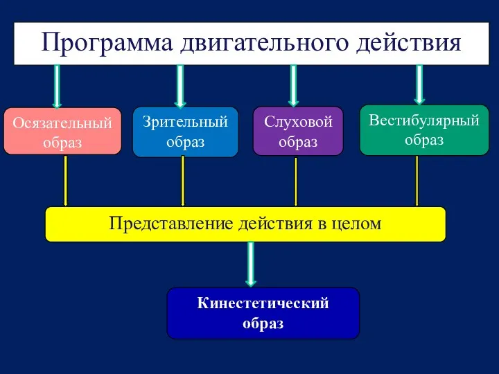 Программа двигательного действия Осязательный образ Зрительный образ Слуховой образ Вестибулярный