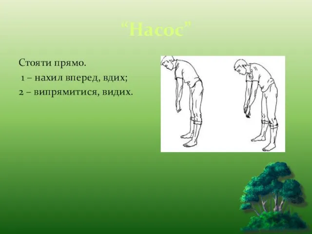 “Насос” Стояти прямо. 1 – нахил вперед, вдих; 2 – випрямитися, видих.