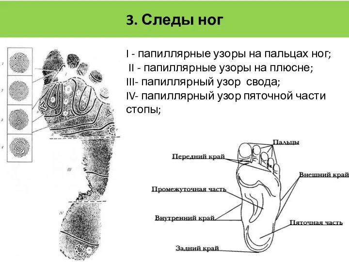 3. Следы ног I - папиллярные узоры на пальцах ног; II - папиллярные