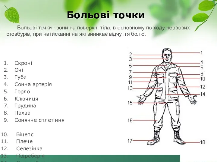 Скроні Очі Губи Сонна артерія Горло Ключиця Грудина Пахва Сонячне сплетіння Біцепс Плече