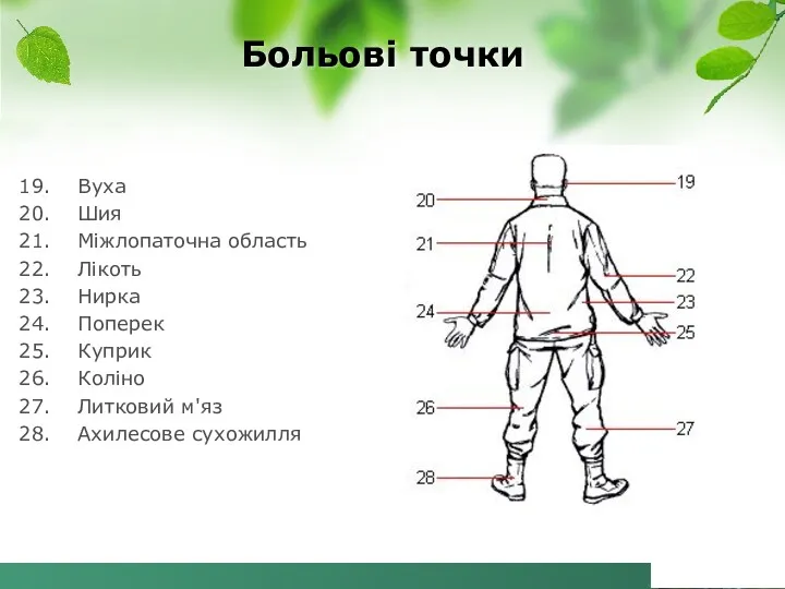 Вуха Шия Міжлопаточна область Лікоть Нирка Поперек Куприк Коліно Литковий м'яз Ахилесове сухожилля Больові точки