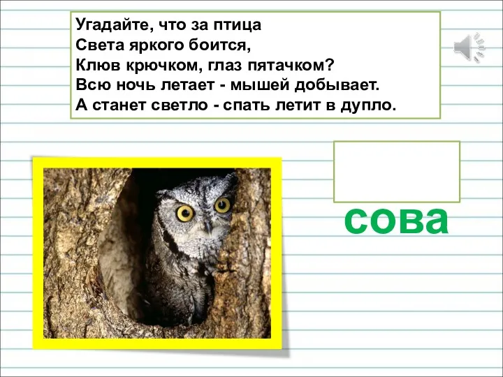 Угадайте, что за птица Света яркого боится, Клюв крючком, глаз