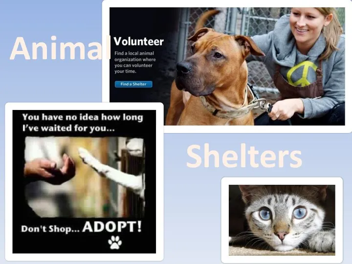 Animal Shelters