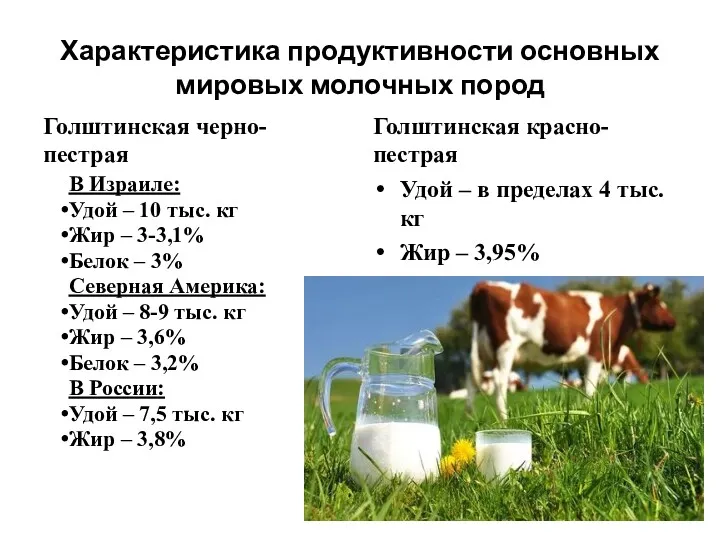Характеристика продуктивности основных мировых молочных пород Голштинская черно-пестрая В Израиле: Удой – 10