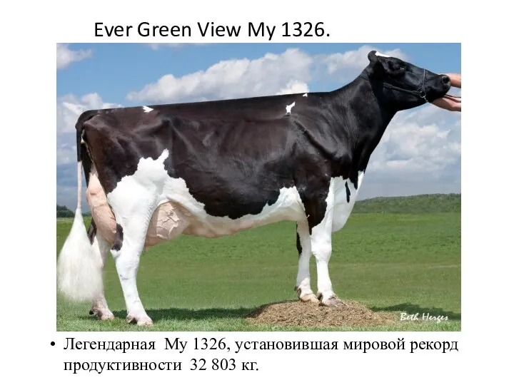 Ever Green View My 1326. Легендарная My 1326, установившая мировой рекорд продуктивности 32 803 кг.