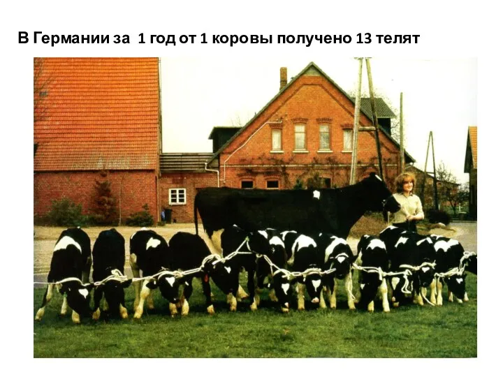 В Германии за 1 год от 1 коровы получено 13 телят