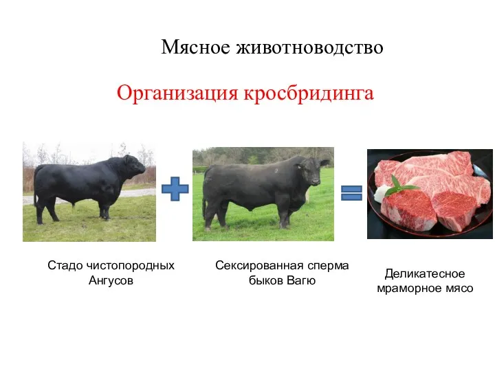 Стадо чистопородных Ангусов Сексированная сперма быков Вагю Деликатесное мраморное мясо Мясное животноводство Организация кросбридинга