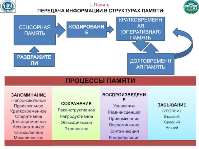 5. Память ПЕРЕДАЧА ИНФОРМАЦИИ В СТРУКТУРАХ ПАМЯТИ: РАЗДРАЖИТЕЛИ СЕНСОРНАЯ ПАМЯТЬ КОДИРОВАНИЕ КРАТКОВРЕМЕННАЯ (ОПЕРАТИВНАЯ) ПАМЯТЬ ДОЛГОВРЕМЕННАЯ ПАМЯТЬ