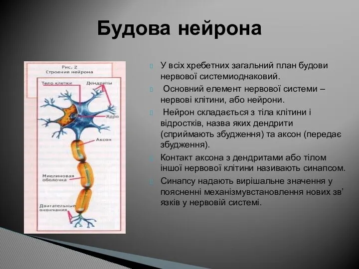 У всіх хребетних загальний план будови нервової системиоднаковий. Основний елемент
