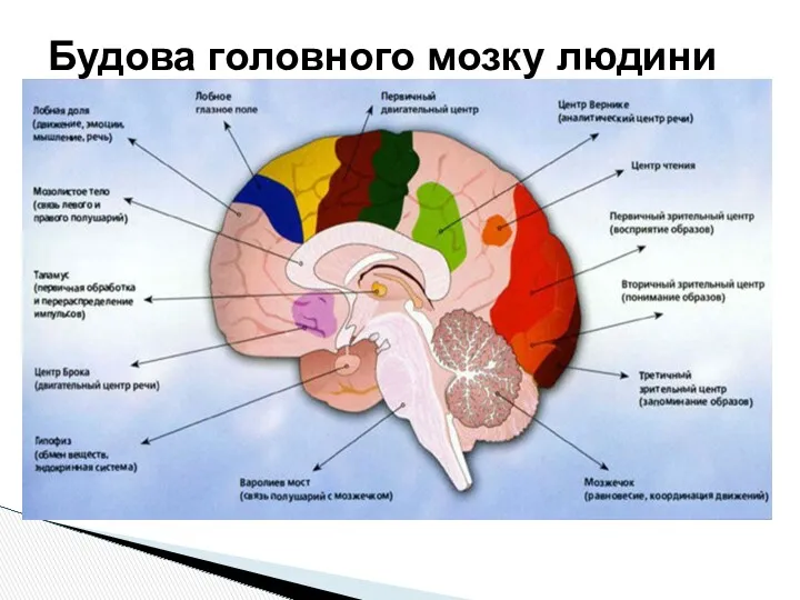 Будова головного мозку людини