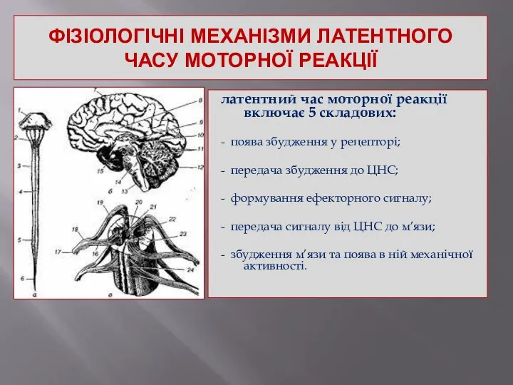 ФІЗІОЛОГІЧНІ МЕХАНІЗМИ ЛАТЕНТНОГО ЧАСУ МОТОРНОЇ РЕАКЦІЇ латентний час моторної реакції