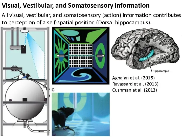 All visual, vestibular, and somatosensory (action) information contributes to perception of a self-spatial