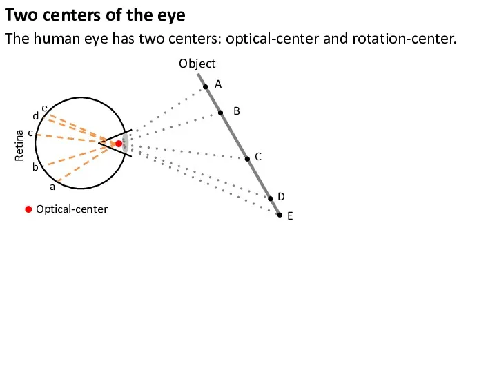 Two centers of the eye The human eye has two centers: optical-center and