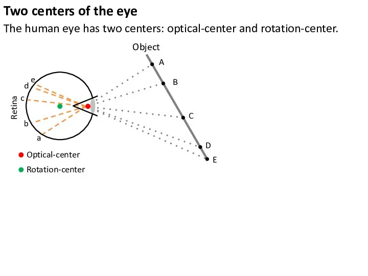 The human eye has two centers: optical-center and rotation-center. Retina Object A B