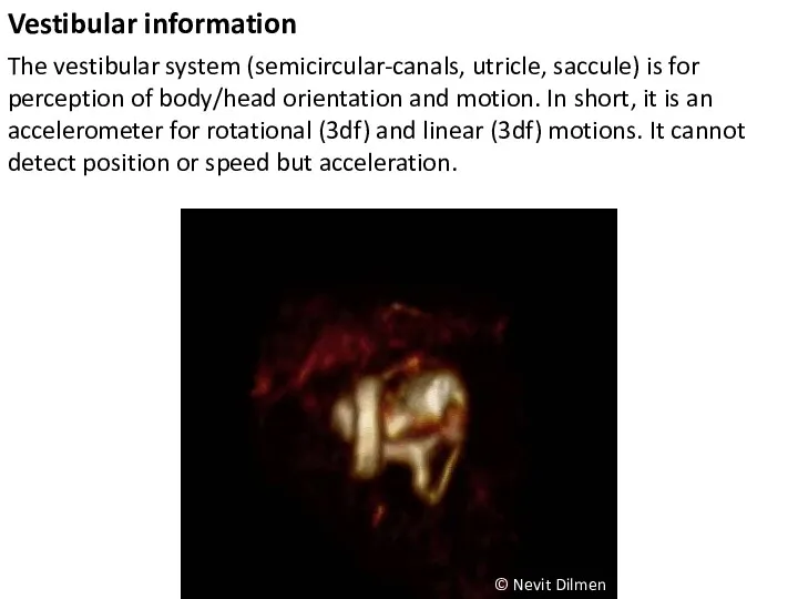 Vestibular information © Nevit Dilmen The vestibular system (semicircular-canals, utricle, saccule) is for