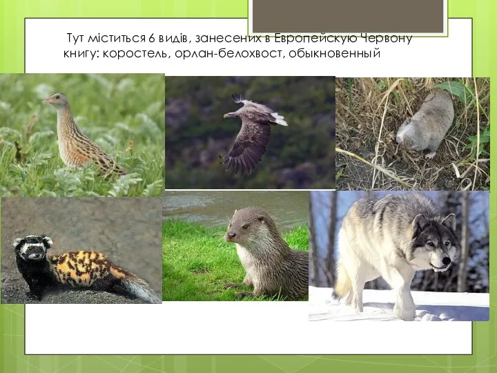 Тут міститься 6 видів, занесених в Европейскую Червону книгу: коростель, орлан-белохвост, обыкновенный слепыш,
