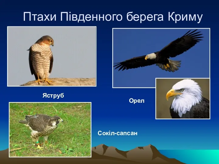 Птахи Південного берега Криму Яструб Сокіл-сапсан Орел