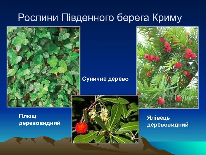 Рослини Південного берега Криму Плющ деревовидний Ялівець деревовидний Суничне дерево