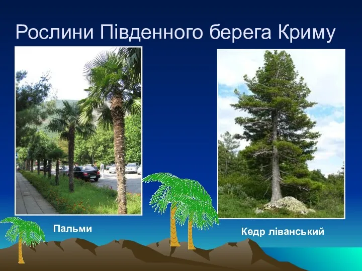 Рослини Південного берега Криму Пальми Кедр ліванський