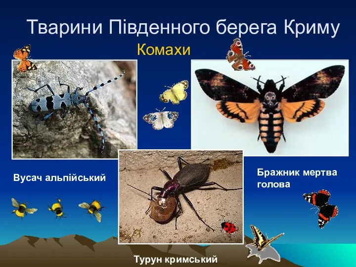 Тварини Південного берега Криму Комахи Вусач альпійський Турун кримський Бражник мертва голова