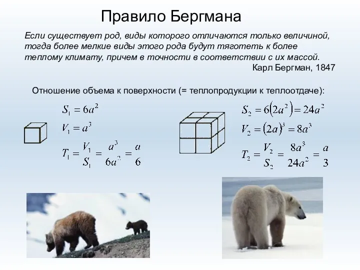 Правило Бергмана Если существует род, виды которого отличаются только величиной,