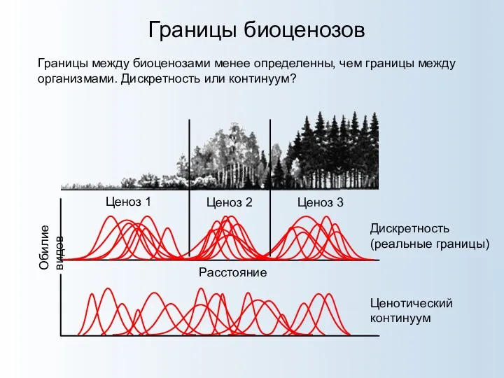 Границы биоценозов Границы между биоценозами менее определенны, чем границы между