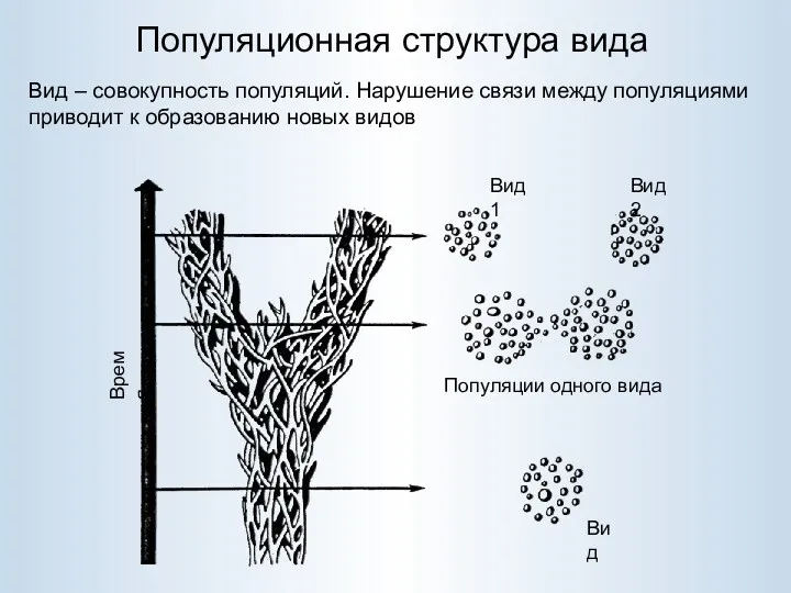 Популяционная структура вида Вид – совокупность популяций. Нарушение связи между популяциями приводит к образованию новых видов