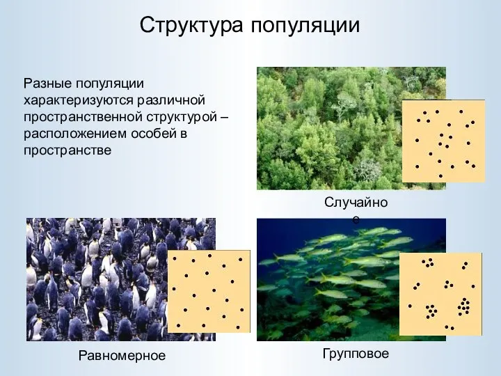 Структура популяции Случайное Равномерное Групповое Разные популяции характеризуются различной пространственной структурой – расположением особей в пространстве