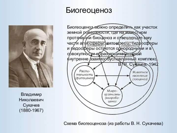 Биогеоценоз Владимир Николаевич Сукачев (1880-1967) Биогеоценоз можно определить как участок