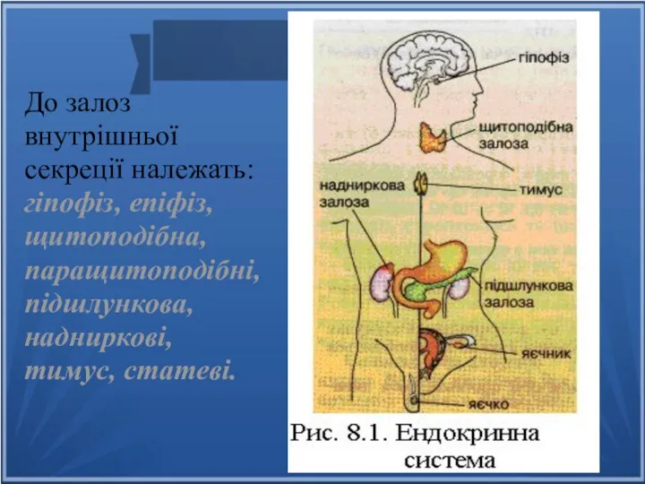 До залоз внутрішньої секреції належать: гіпофіз, епіфіз, щитоподібна, паращитоподібні, підшлункова, надниркові, тимус, статеві.