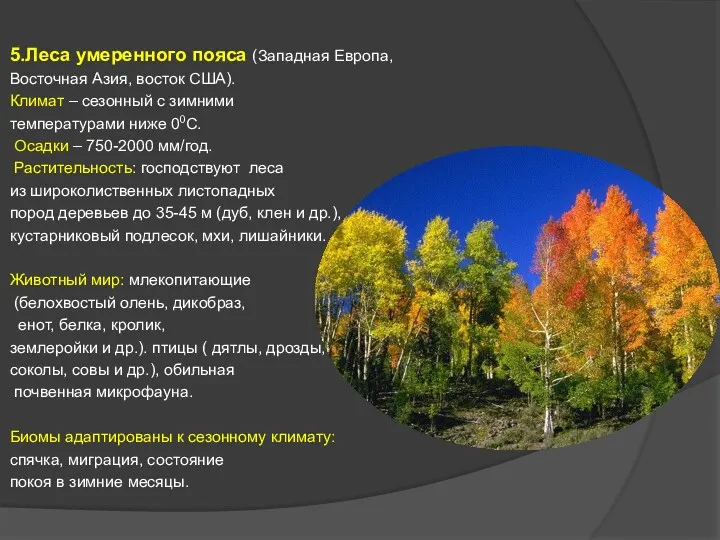 5.Леса умеренного пояса (Западная Европа, Восточная Азия, восток США). Климат – сезонный с