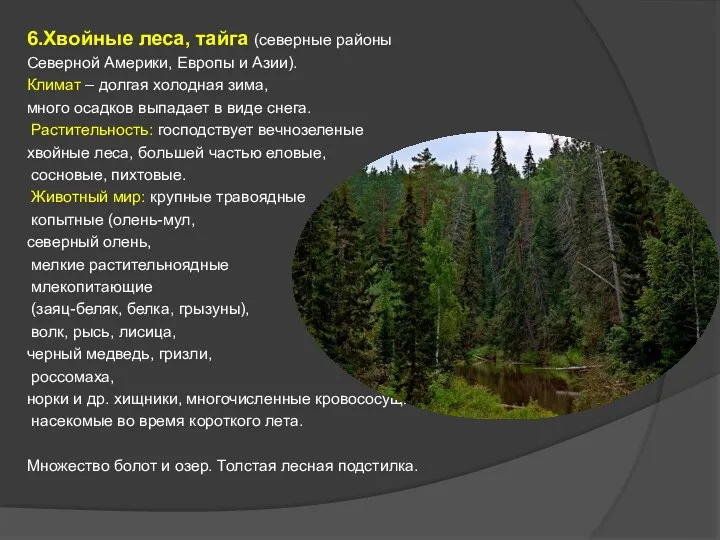 6.Хвойные леса, тайга (северные районы Северной Америки, Европы и Азии). Климат – долгая