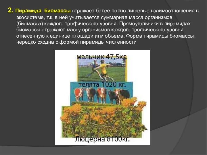 2. Пирамида биомассы отражает более полно пищевые взаимоотношения в экосистеме,