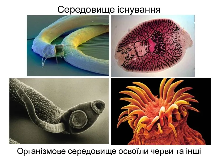 Середовище існування Організмове середовище освоїли черви та інші