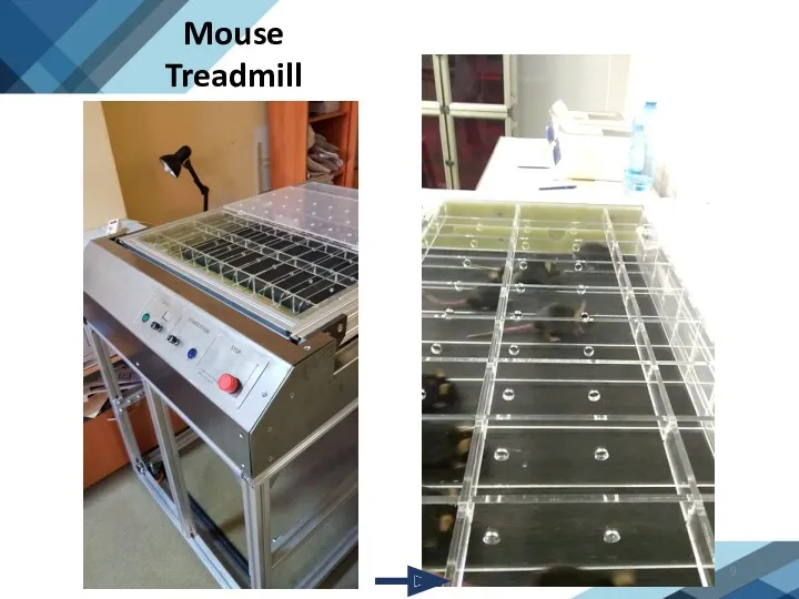Mouse Treadmill