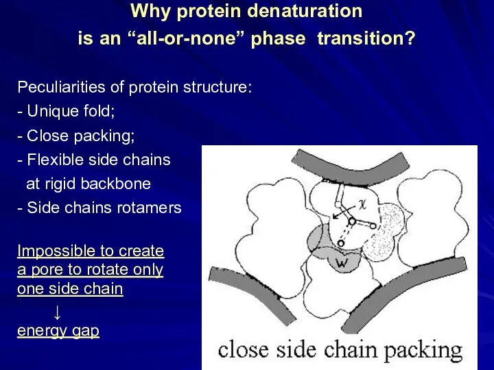 Why protein denaturation is an “all-or-none” phase transition? Peculiarities of