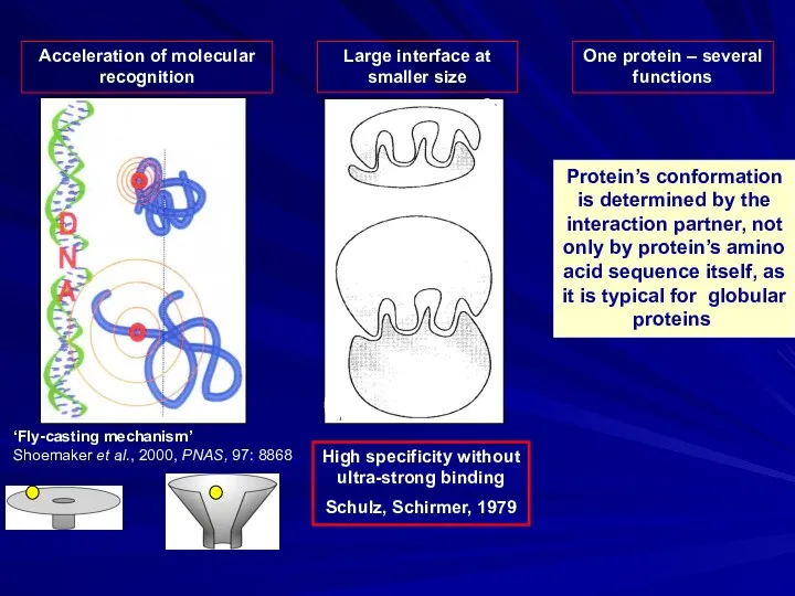 Acceleration of molecular recognition One protein – several functions Protein’s