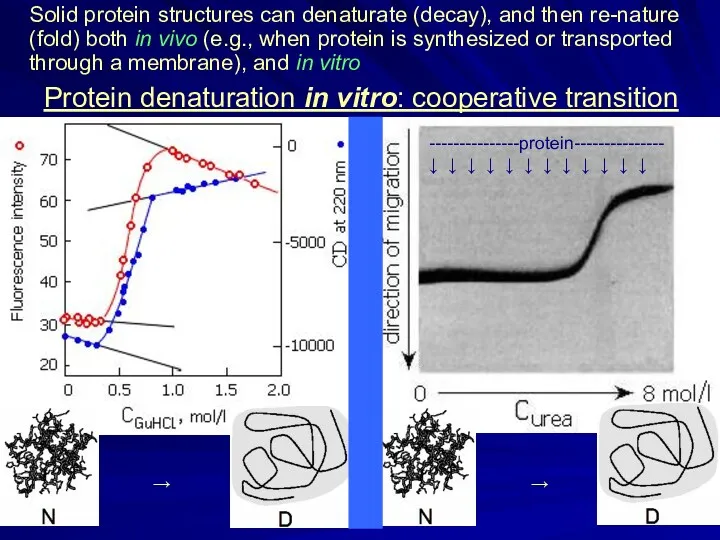 Protein denaturation in vitro: cooperative transition Solid protein structures can