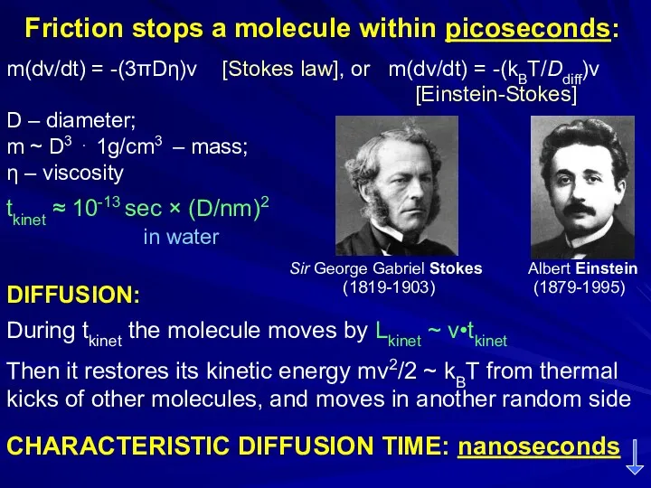 Friction stops a molecule within picoseconds: m(dv/dt) = -(3πDη)v [Stokes law], or m(dv/dt)