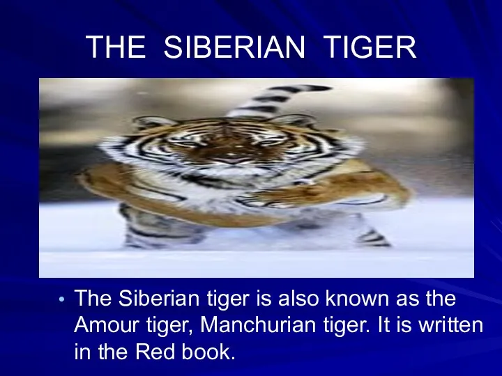 THE SIBERIAN TIGER The Siberian tiger is also known as