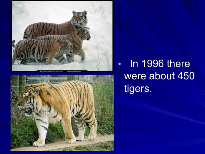 In 1996 there were about 450 tigers.