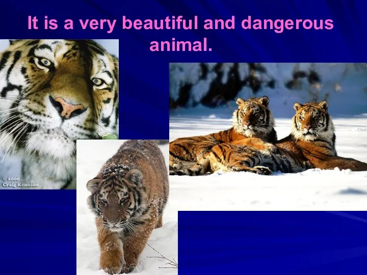 It is a very beautiful and dangerous animal.