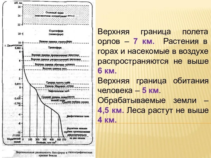 Верхняя граница полета орлов – 7 км. Растения в горах