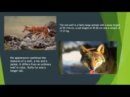 The red wolf is a fairly large animal with a