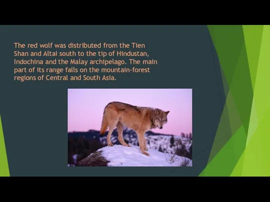 The red wolf was distributed from the Tien Shan and