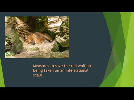 Measures to save the red wolf are being taken on an international scale