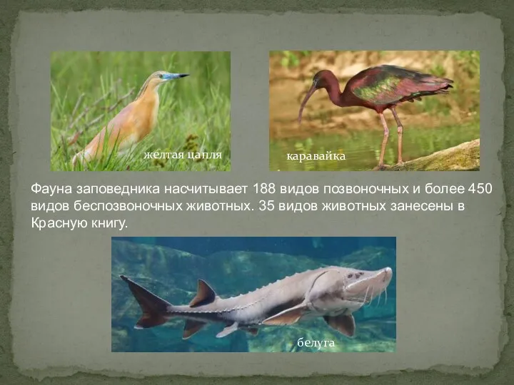 Фауна заповедника насчитывает 188 видов позвоночных и более 450 видов