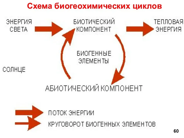 Схема биогеохимических циклов 60